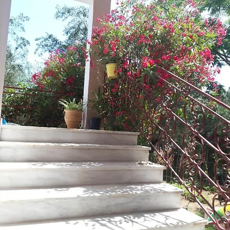 Oasis *