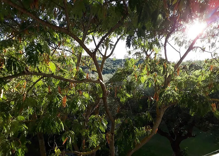 Oasis Amoudi